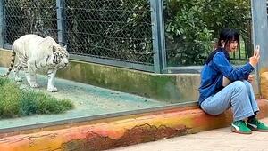 Bedrohung nähert sich unbemerkt: Tiger pirscht an Zoobesucherin heran