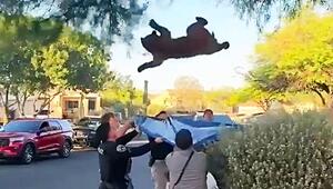 Raubtier sitzt auf Baum: Polizei in Arizona fängt fallenden Bären auf