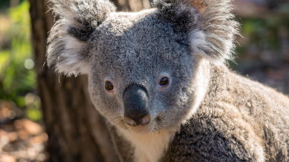 Zweites Koala-Männchen im Zoo Zürich gestorben