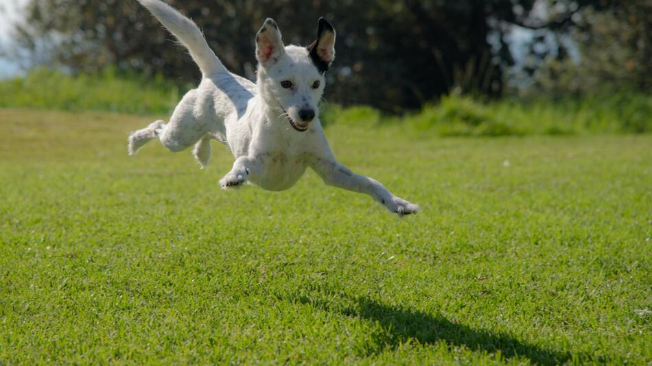 So beruhigst Du Deinen überdrehten Hund.