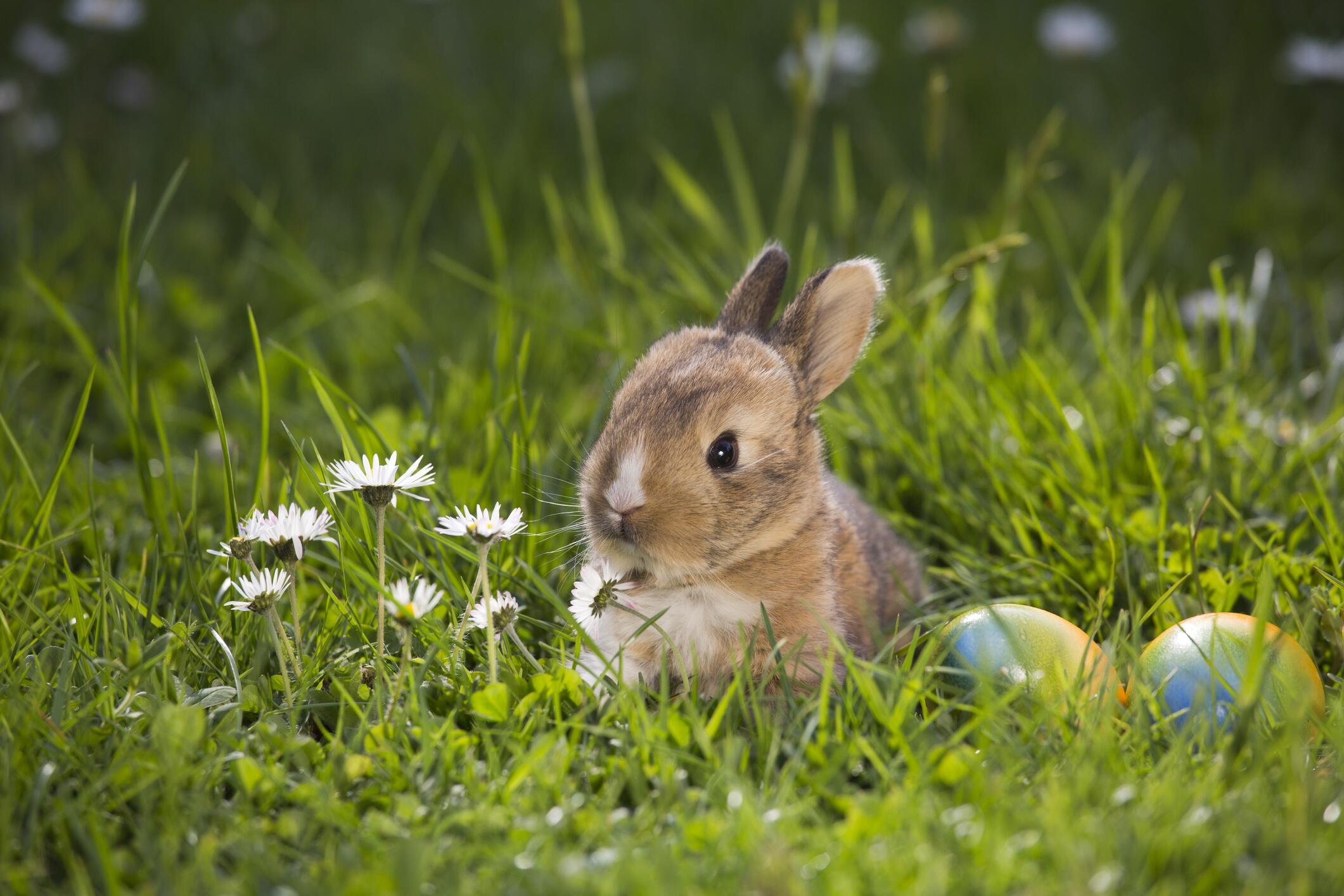 Osterhase, Eier und Co.: Was steckt hinter den Ostersymbolen? | GMX