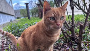 Kater Bruno lebt in der JVA Frankenthal.
