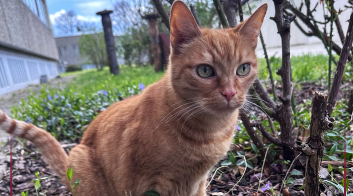 Kater Bruno lebt in der JVA Frankenthal.