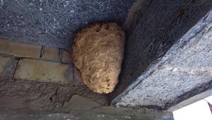 Hornissennest 