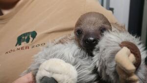 Kölner Zoo freut sich über Faultier-Baby