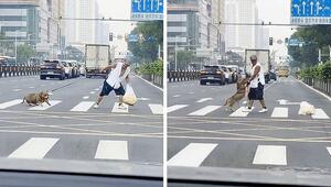 Einfach stehengeblieben: Sturer Hund blockiert Zebrastreifen in China