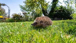 Ein Igel läuft durch einen Garten