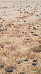 Schildkröten so weit das Auge reicht: Drohne filmt größte Kolonie der Welt