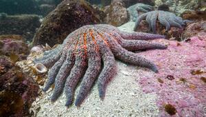 Aquakulturen eine Rolle bei der Verbreitung der Erreger