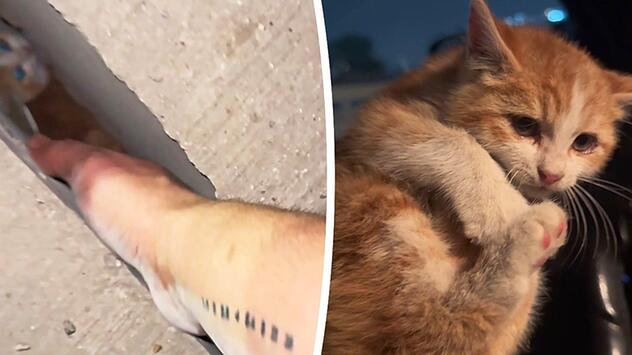 Stau mit Happy End: Autofahrer befreit eingeklemmte Katze aus Brückenspalt