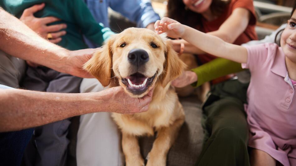 Viele haben bei der Anschaffung eines Hundes einen Denkfehler  