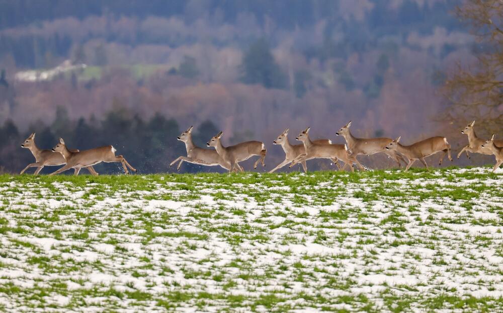 Rehe in Baden-Württemberg