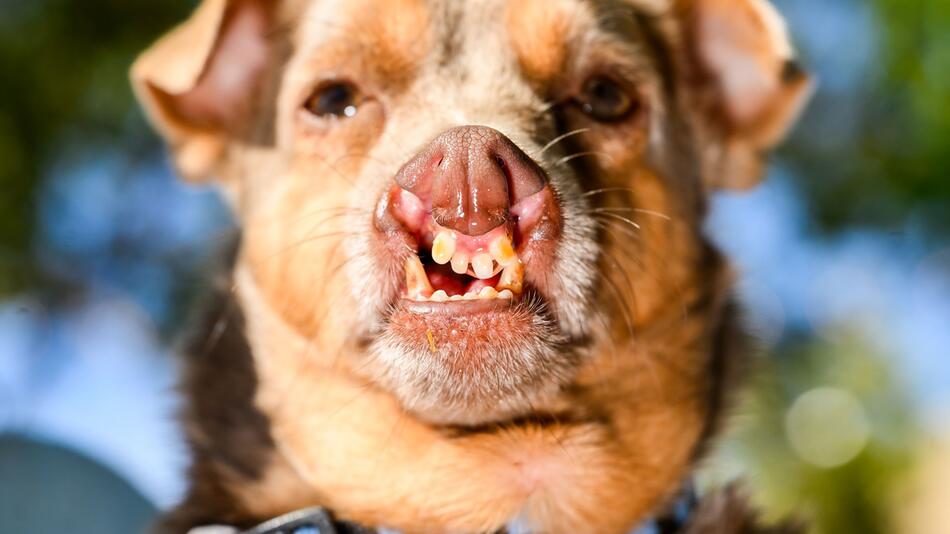 Wettbewerb kürt "hässlichsten Hund der Welt"