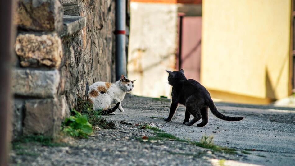 Straßenkatzen in Neuseeland sollen sterben?