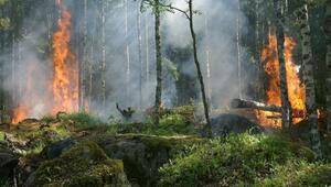 Waldbrände richtiges Verhalten