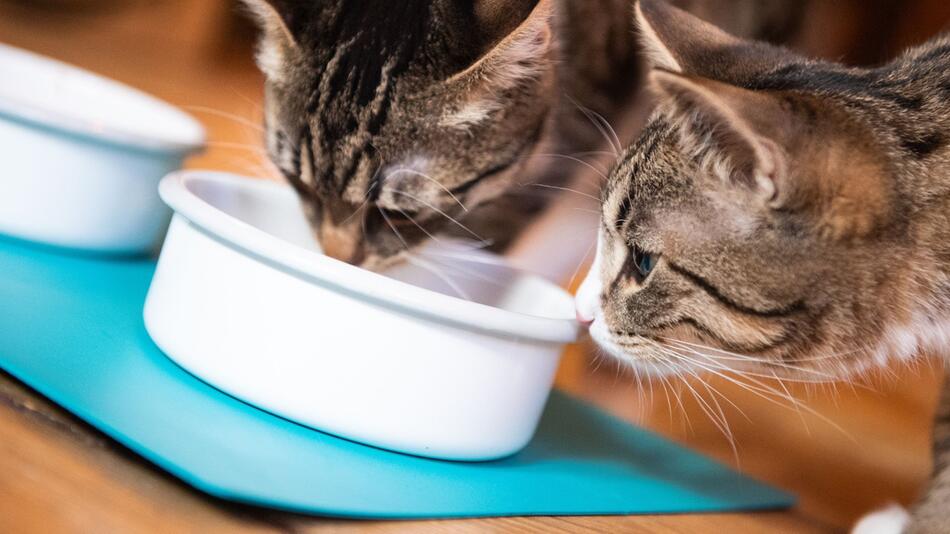 Katzen gemeinsam beim Fressen