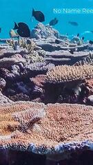 Massensterben im Great Barrier Reef: Rekordmenge an Korallen verloren