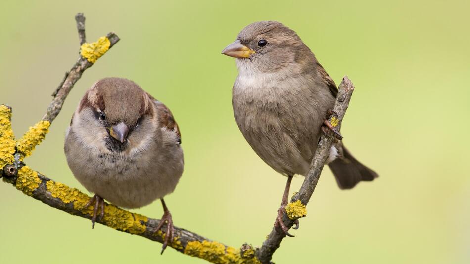 Diese Vogelarten werden in Deutschland immer seltener