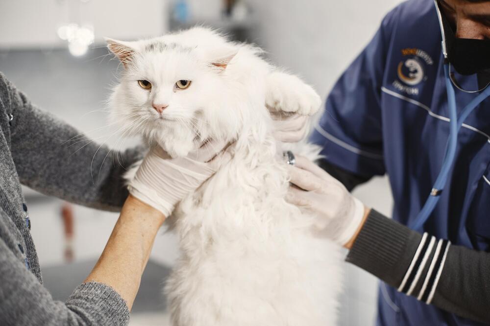 Nach der Operation brauchen Katzen zunächst Ruhe.