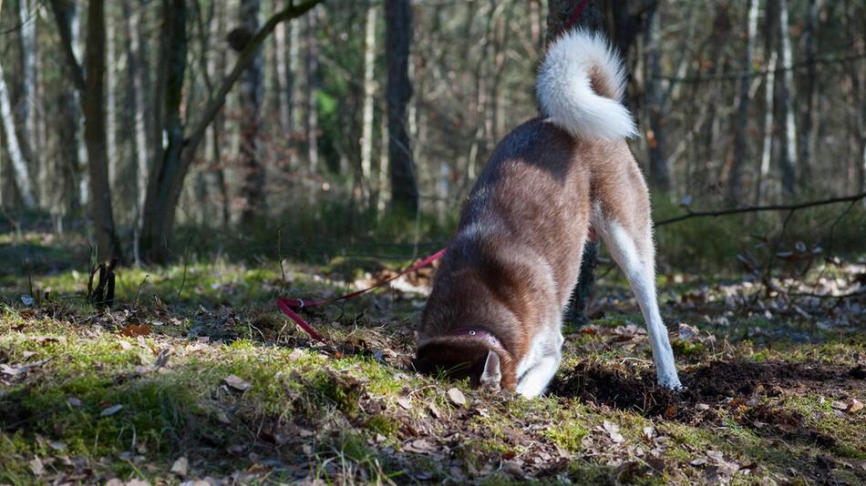 Spürhunde werden für den Artenschutz eingesetzt.