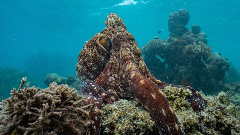 "Die geheimnisvolle Welt der Oktopusse" widmet sich einem der ungewöhnlichsten Bewohner unseres ...