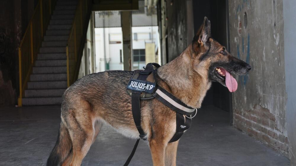 Kritik am Einsatz von Schutzhunden.