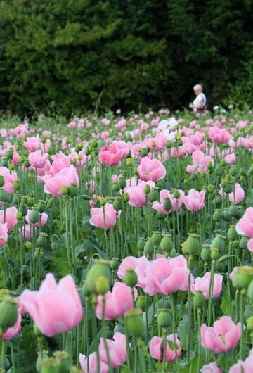 Mohn soweit das Auge reicht