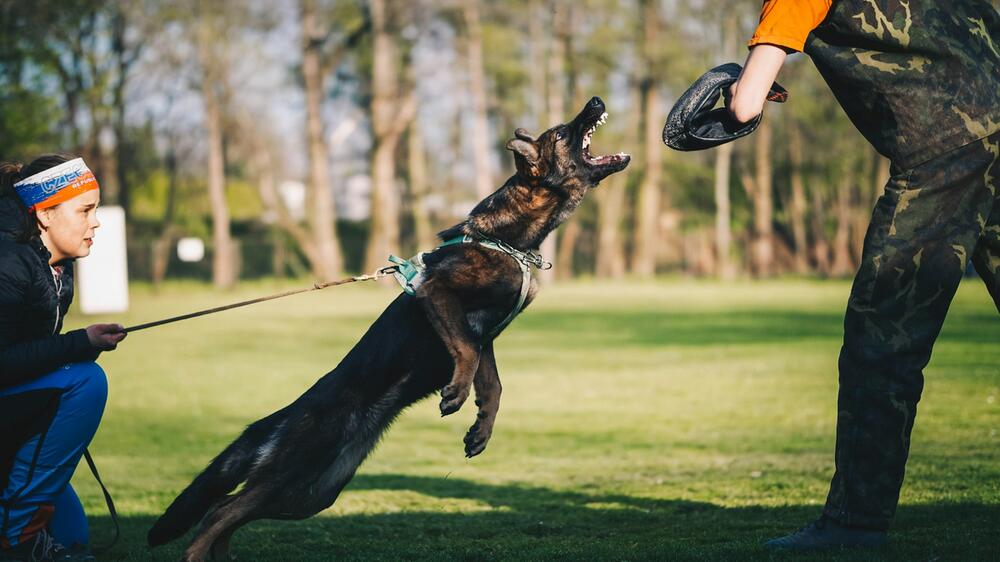 Was ist ein Schutzhund?