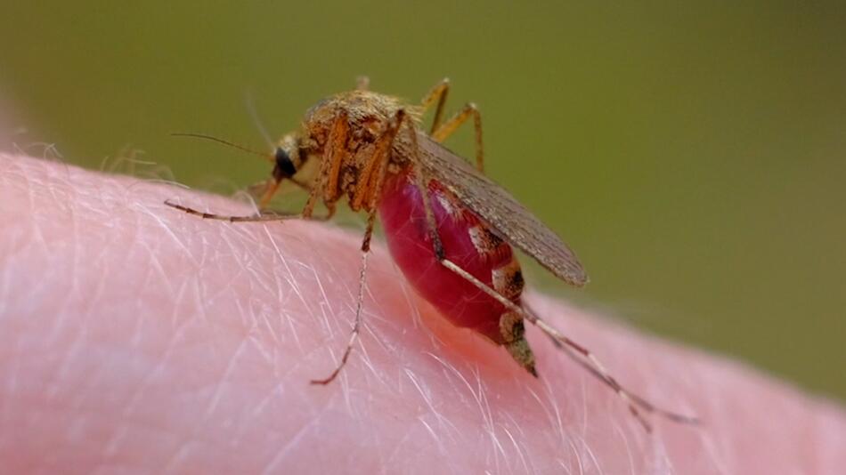 Darum stechen Mücken manche Menschen öfter als andere