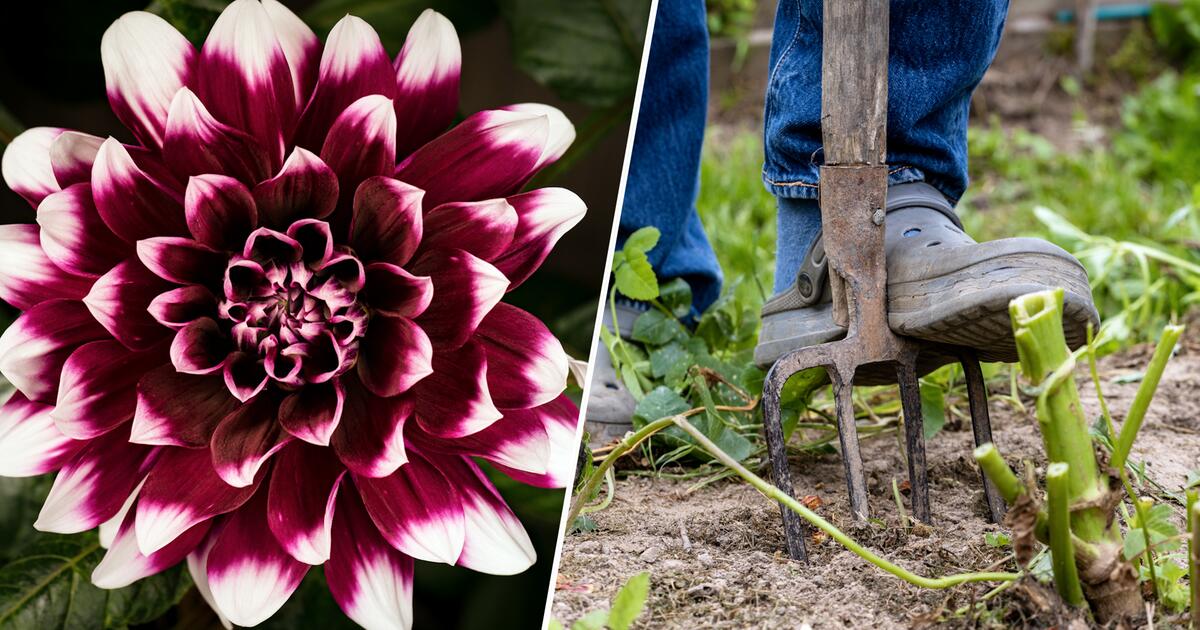 Schön und farbenfroh Dahlien richtig einpflanzen GMX