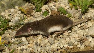 Das Virus wird vorwiegend von der Feldspitzmaus übertragen. 