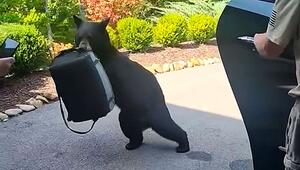 Ungebetener Gast: Schwarzbär nähert sich Auto und haut mit Kühltasche ab