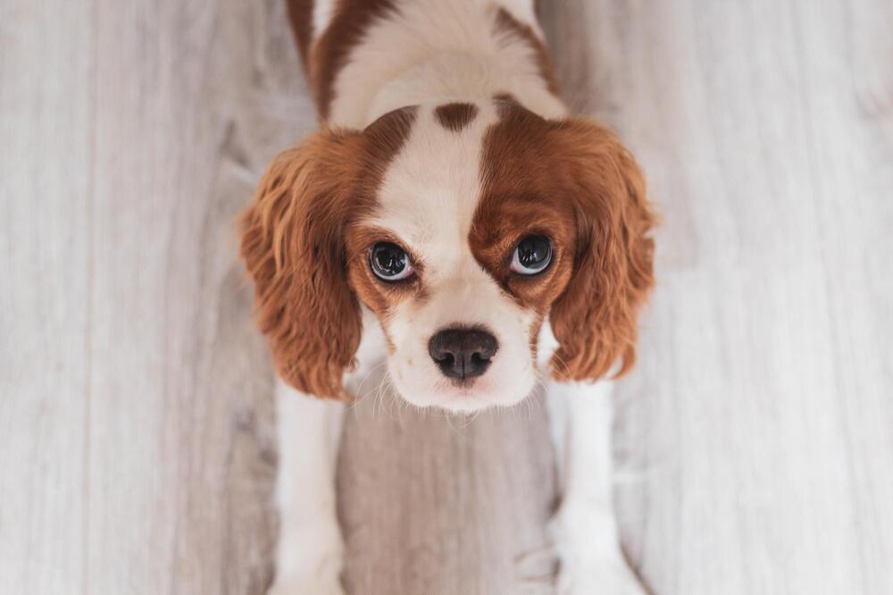 Hunde können Augenkontakt als Aggression bewerten.