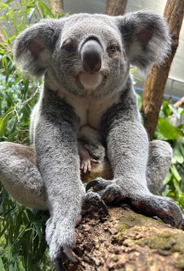 Koala-Nachwuchs in Stuttgart