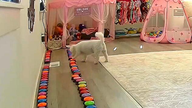 Knopfdruck genügt: Hund ruft sein Frauchen bei der Arbeit an