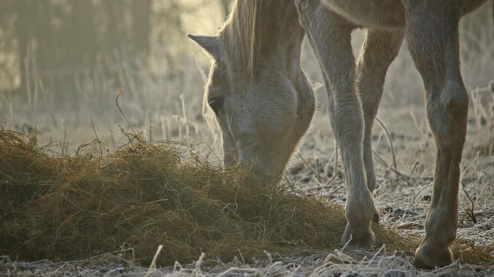 Du kannst Deinem Pferd bei der Entspannung helfen