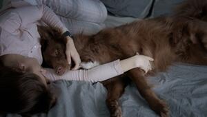 Warum Hunde uns nachts das Bett klauen