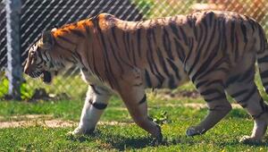 Neues Zuhause im Safaripark: Seltene Amurtigerin in England zieht um