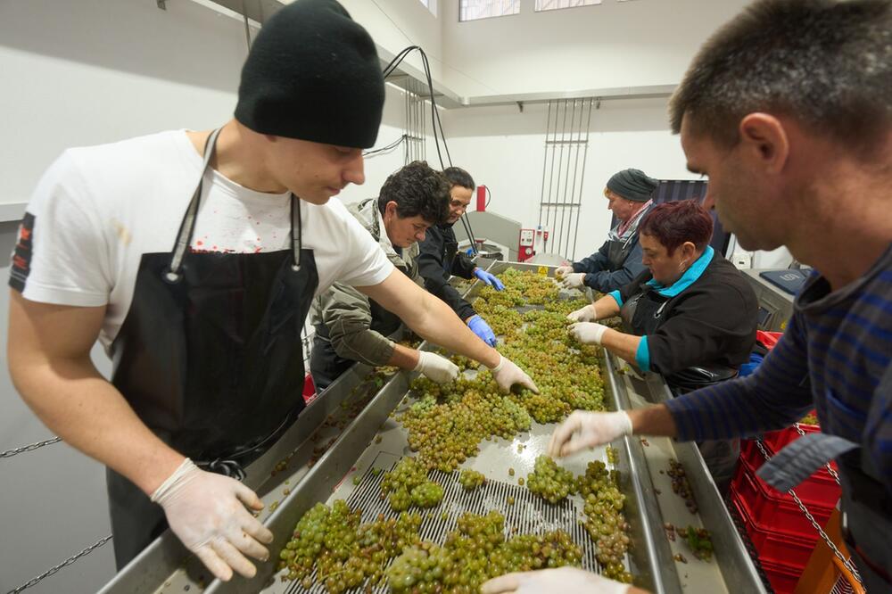 Weinlese an der Untermosel