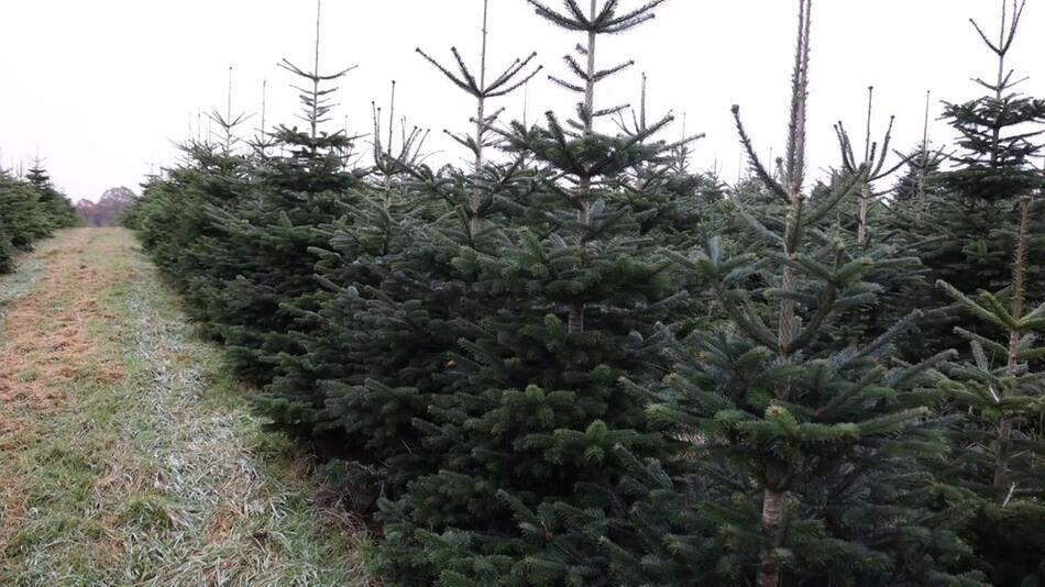 O Tannenbaum, du wirst schon wieder teurer: Weihnachtsbaumsaison bundesweit eröffnet