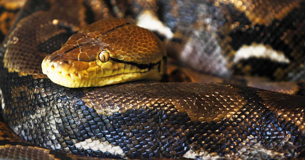 Neuer Rekord: So lang ist der längste Python der Welt | GMX