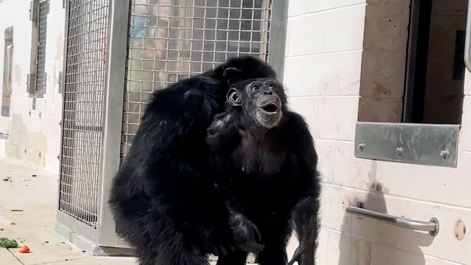 Staunen geht viral: Schimpansin sieht nach 28 Jahren zum ersten Mal den Himmel