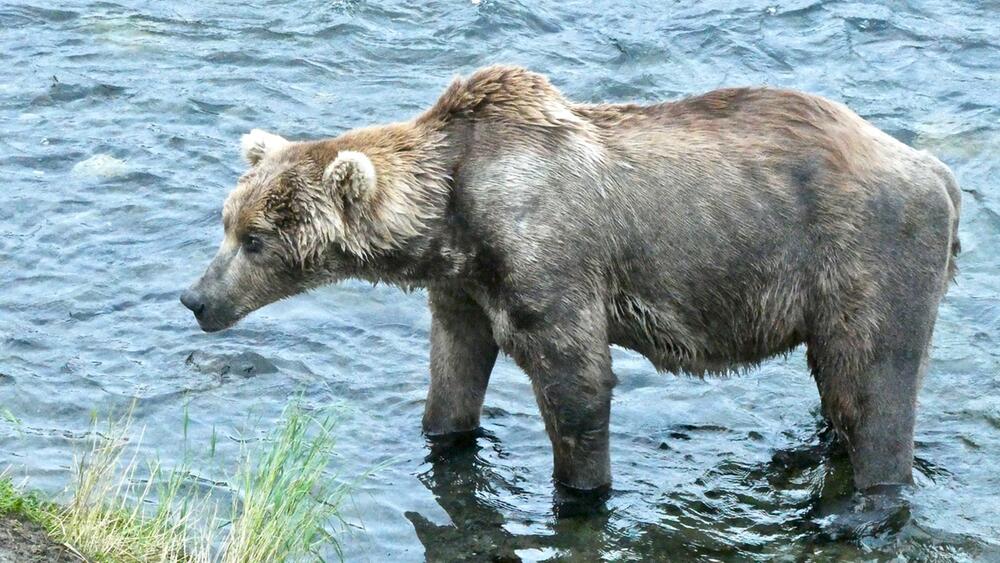 "Fat Bear"-Wahlen in Alaska