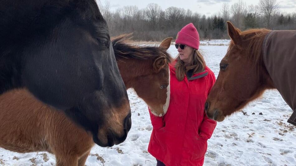 Day Dreams Farm: Letzte Hoffnung für Pferde.