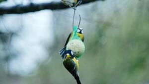 KORREKTUR! Tödliche Gefahr für Vögel – NABU warnt vor Meisenknödeln in Plastiknetzen