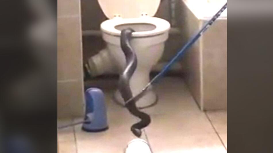 Schlange in Toilette