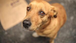 Straßenhund