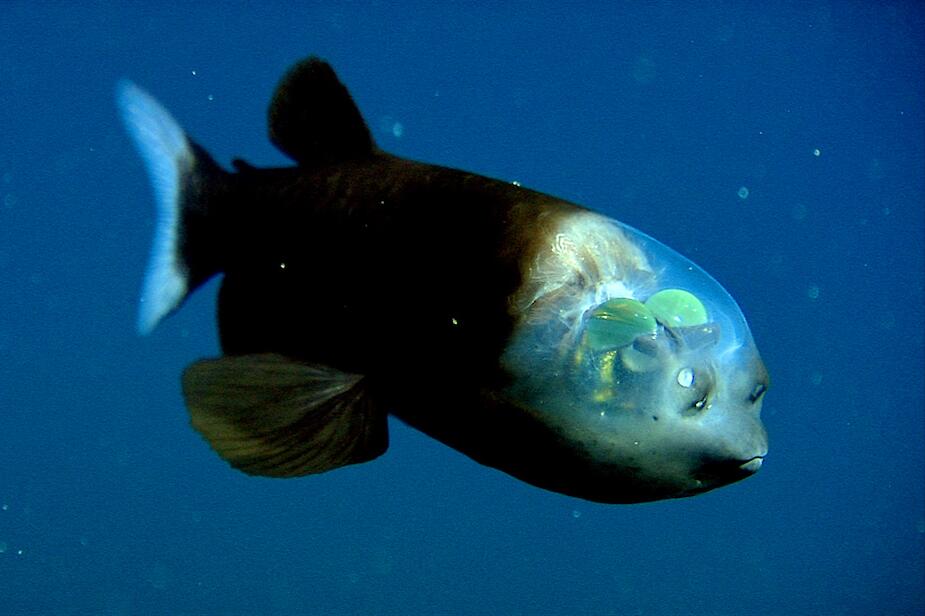 Glaskopffisch
