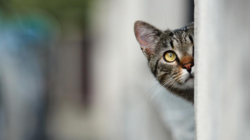 Hundert Jahre altes Rätsel zur Biologie von Katzen gelöst