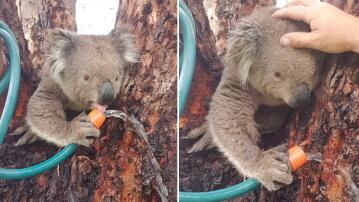 Koala, Wasser, Gartenschlauch, Durst